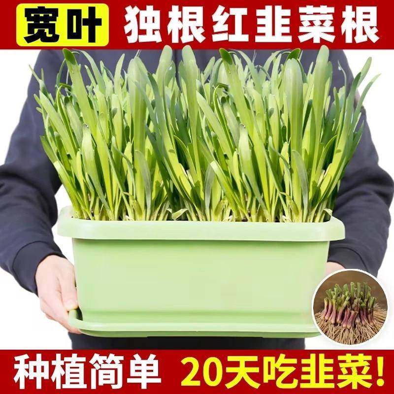 新韭菜根香韭菜老品种小叶韭菜根紫红根细叶笨韭菜苗本地土韭菜根,淘宝优惠券,粉丝福利购,淘宝优惠卷