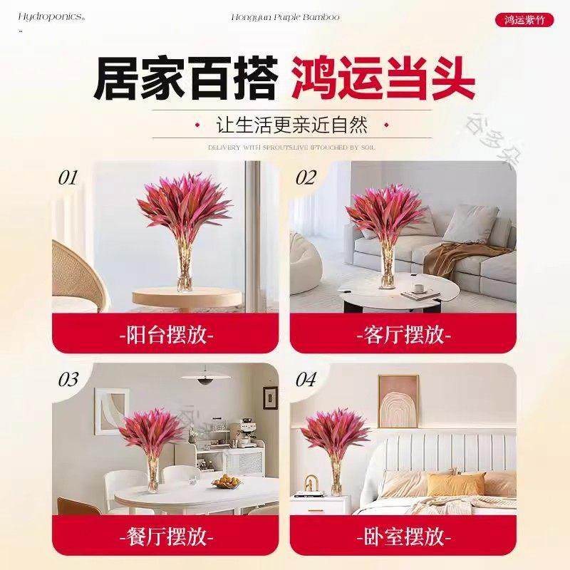 富贵竹水培植物紫竹鸿运竹带根粗杆龙竹客厅招财竹子室内转运绿植,淘宝优惠券,粉丝福利购,淘宝优惠卷