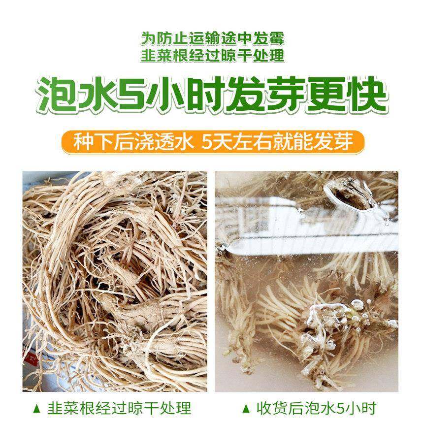 四季宽叶土红根韭菜根苗紫根独根红新韭菜大叶老品种细叶小叶香韭,淘宝优惠券,粉丝福利购,淘宝优惠卷