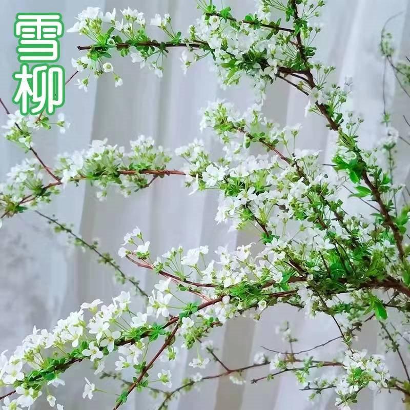 雪柳干枝鲜枝水养插花水培植物鲜花卉室内盆栽带花苞绿植龙柳好活,淘宝优惠券,粉丝福利购,淘宝优惠卷