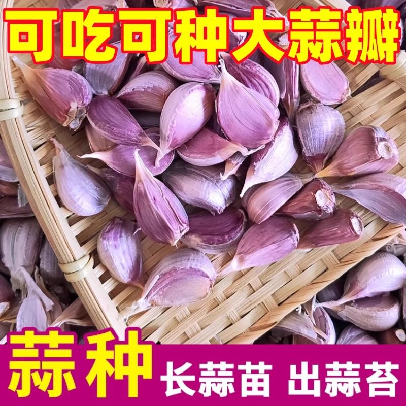 云南紫皮瓣蒜大蒜种子红皮大蒜头新干蒜米蒜苗出蒜苔可种可吃蒜子,淘宝优惠券,粉丝福利购,淘宝优惠卷