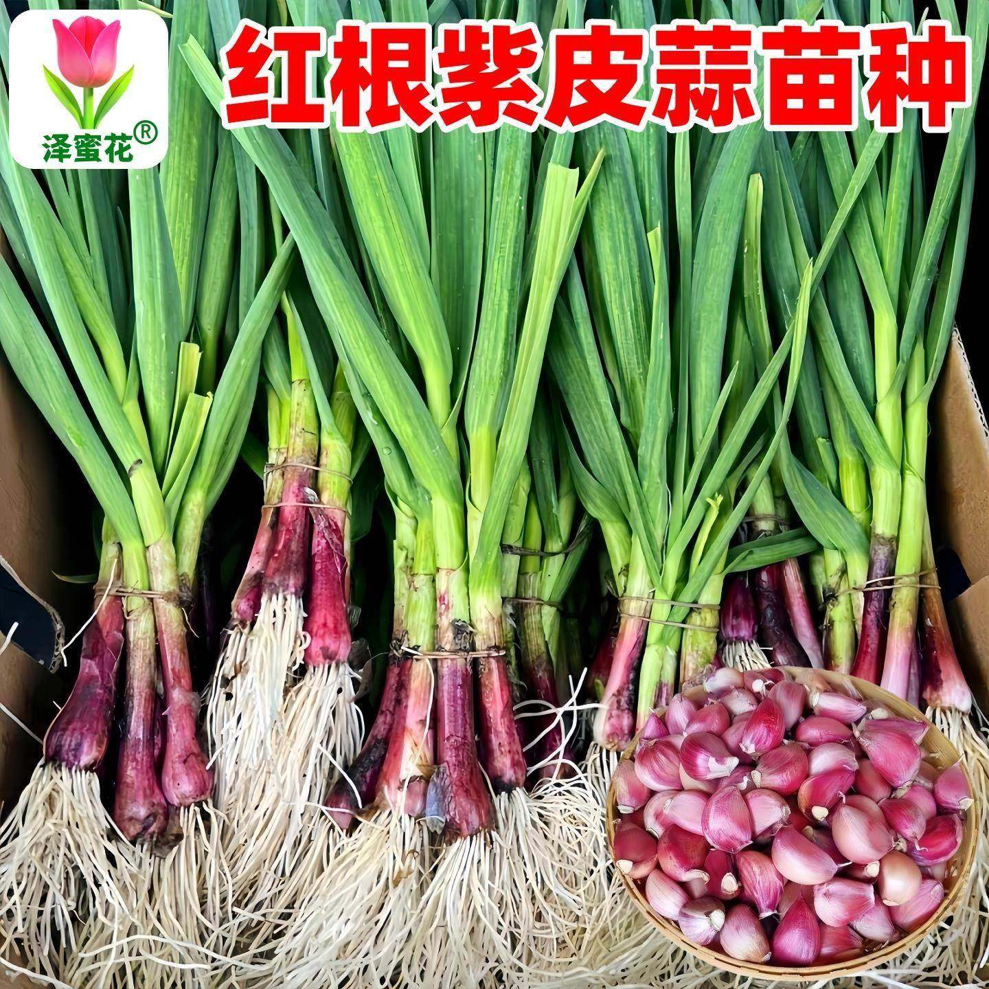 紫皮大蒜种子红皮大蒜苗种籽红根蒜苗本地大蒜头蒜瓣蒜种蔬菜种孑,淘宝优惠券,粉丝福利购,淘宝优惠卷