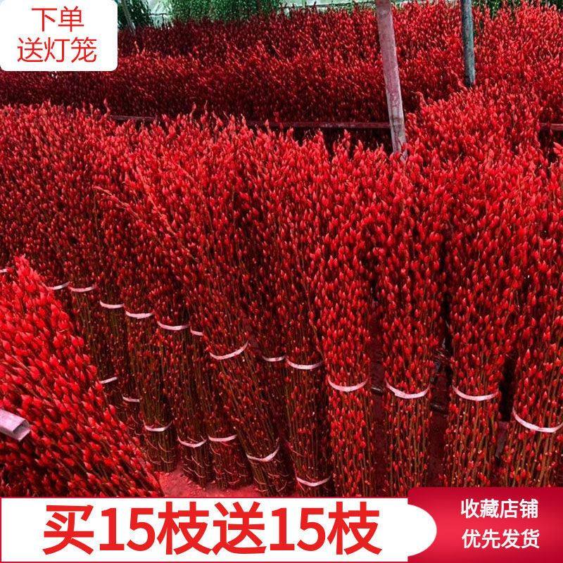 招财迎福银柳真花鲜枝七彩银柳红色银柳年宵花卉客厅发财装饰干花,淘宝优惠券,粉丝福利购,淘宝优惠卷