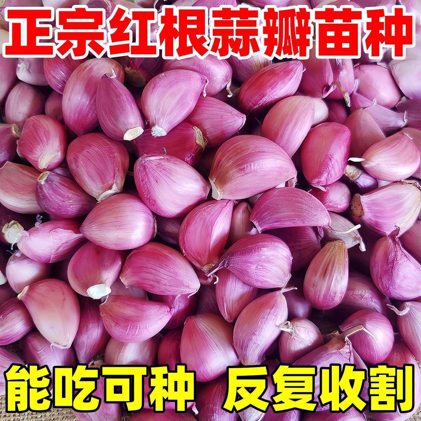 紫皮大蒜种子红皮大蒜苗种籽红根蒜苗本地大蒜头蒜瓣蒜种蔬菜种孑,淘宝优惠券,粉丝福利购,淘宝优惠卷