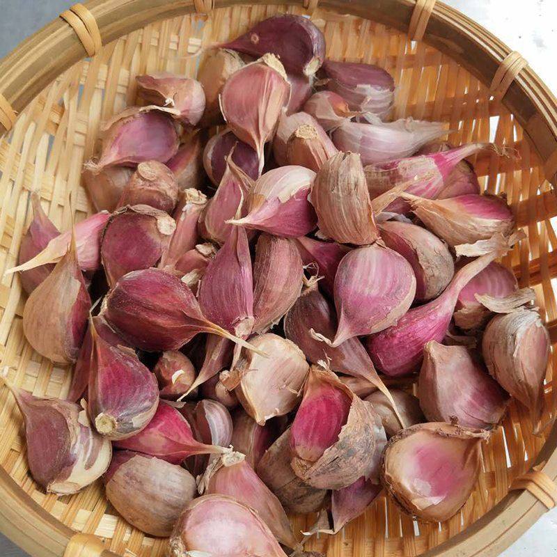 云南紫皮瓣蒜大蒜种子红皮大蒜头新干蒜米蒜苗出蒜苔可种可吃蒜子,淘宝优惠券,粉丝福利购,淘宝优惠卷