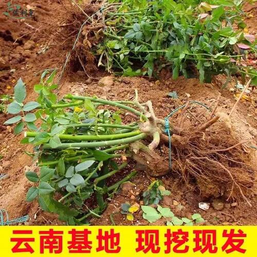 云南基地直发玫瑰老桩开花树苗月季花苗特大花卉四季老根盆栽室内 - 图2