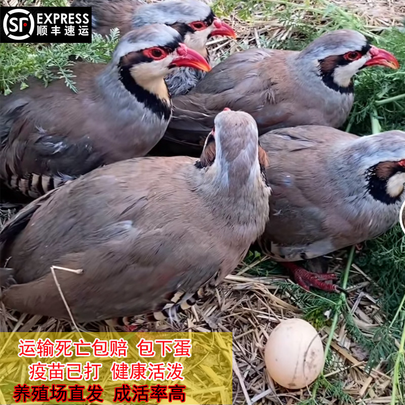 美国鹧鸪活体呱呱鸡飞龙鸟旮旯宠物鸡鹧鸪鸡公母成年一对运输包活,淘宝优惠券,粉丝福利购,淘宝优惠卷