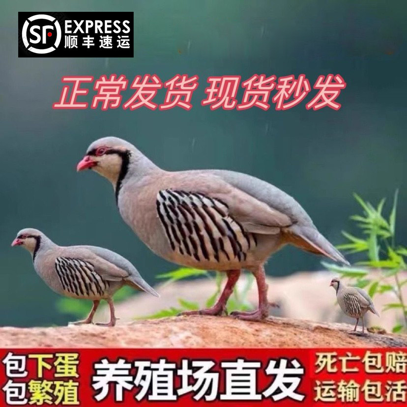 美国鹧鸪活体呱呱鸡飞龙鸟旮旯宠物鸡鹧鸪鸡公母成年一对运输包活,淘宝优惠券,粉丝福利购,淘宝优惠卷
