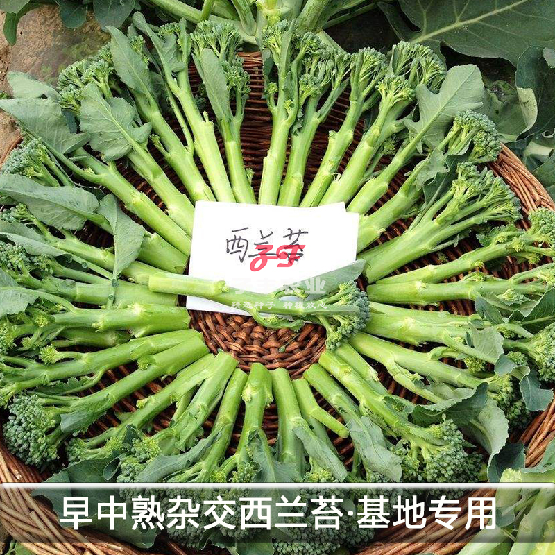 广州乾农翠钰2号西兰苔种子春季秋季苔用西兰花种籽孑脆甜绿菜苔 - 图0