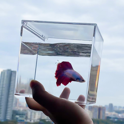 宠物饲养盒亚克力透明迷你桌面雨林缸蜘蛛斗鱼蝎子鼠妇爬宠透气盒 - 图2