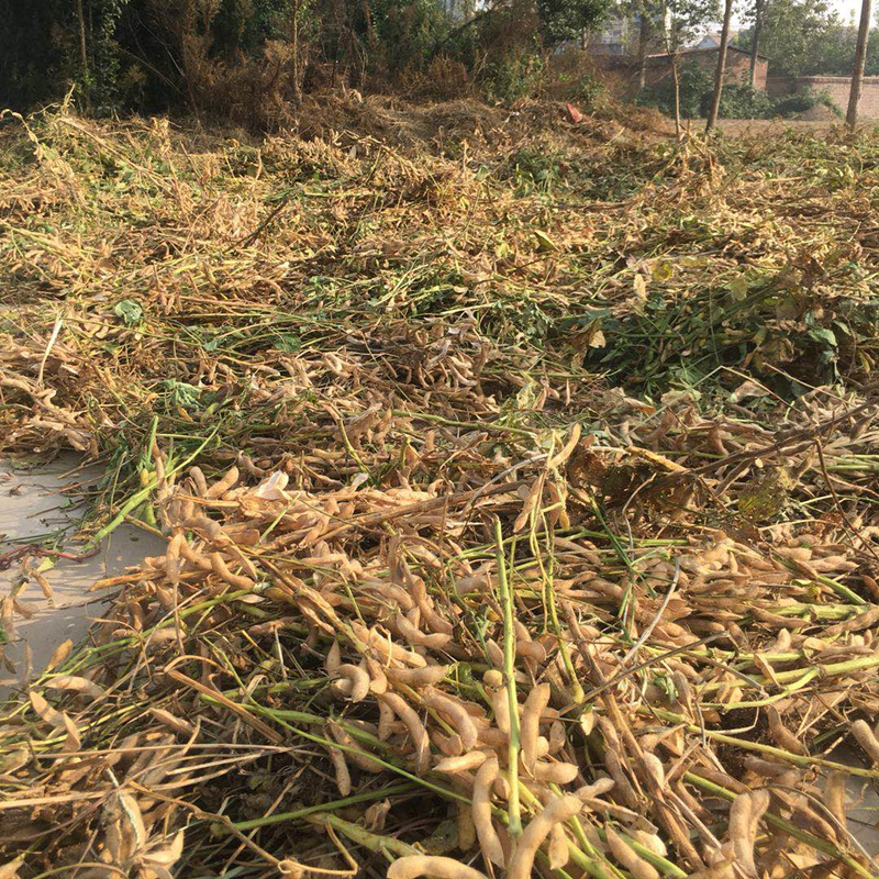 黄豆粉生黄豆面农家现磨纯大豆面粉杂粮面非转基因新鲜散装5斤-图2