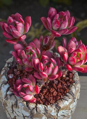 红稚莲群生防辐射进化绿植盆栽