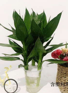 盆栽植物多肉绿植室内客厅观音竹