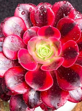 摆件美杜莎老桩多肉植物绿植盆栽