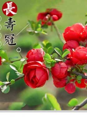 日本海棠花盆栽室内原生重瓣盆景