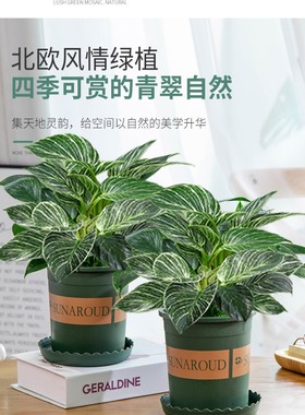 摆件铂金钻盆栽绿萝箩水培绿植物