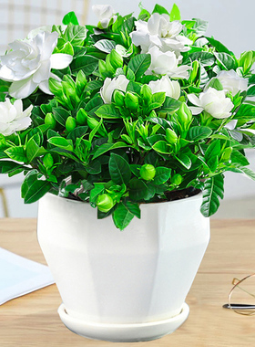 栀子花净化空气北欧室内盆栽绿植