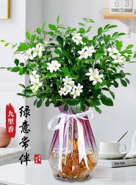 摆件水培九里香花卉盆栽绿植浓香