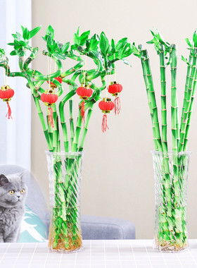 客厅招财观音竹盆栽绿植净化空气