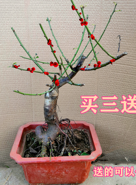 盆栽花卉绿植庭院净化空气啊田园