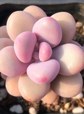 桃蛋多头群生多肉植物盆栽肉肉