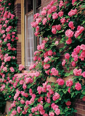 植物爬藤藤本蔷薇四季花开玫瑰