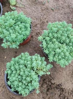 屋顶绿化苗多肉植物万年草