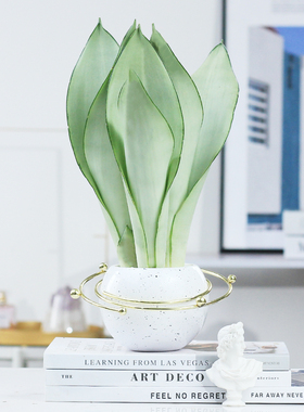 绿植盆栽花卉白玉虎皮兰摆件