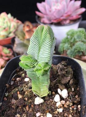 中型绿塔多肉肉肉植物多头群生