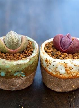 多肉植物肉锥花多肉植物萌PP生