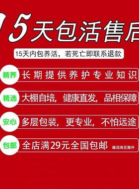 金枝玉叶雅乐之舞花篮小盆栽阳台