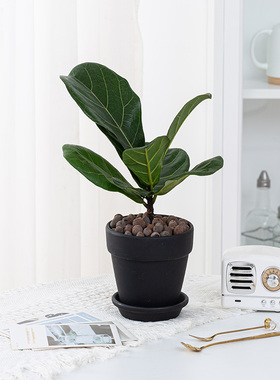 琴叶榕盆栽植物大叶植物花卉室内