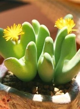 多肉植物盆栽阳台口笛多头肉碧玉