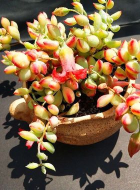 福娘组合达摩多肉植物盆栽花卉