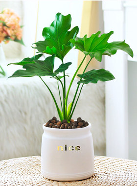 摆件吸甲醛绿植大叶春羽盆栽水培