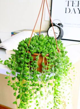佛珠植物珍珠吊兰室内摆件田园