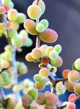 植物净化空气盆栽室内阳台多肉