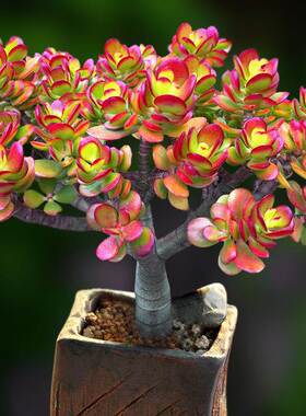 多肉植物盆栽黄金绿植花卉