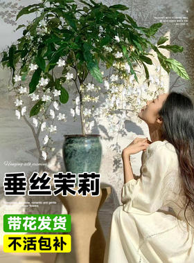 绿植盆栽净化空气田园风垂丝茉莉