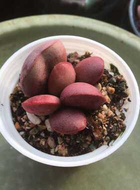 室内盆栽多肉植物净化空气水泡
