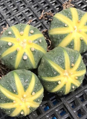 盆栽室内室外植物好人球绿植多肉