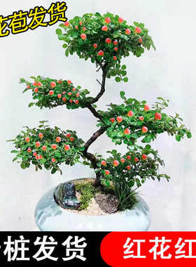 珍珠梅盆栽带花苞室内