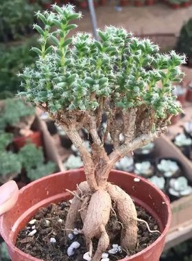 桌面多肉植物番杏科小松桌面盆栽