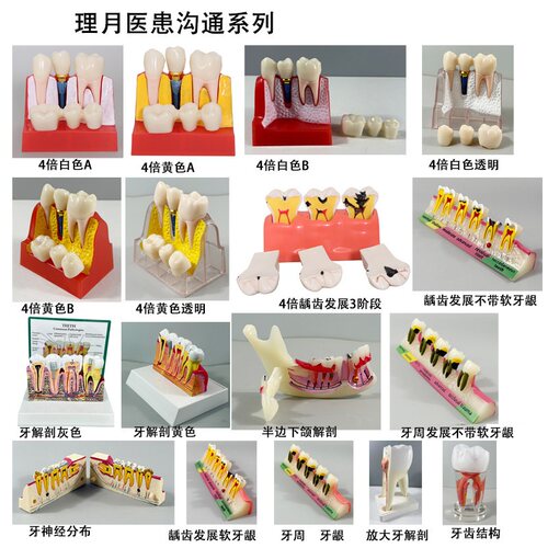 牙齿模型牙科口腔备牙透明种植牙模假牙刷牙全口可拆软牙龈树脂牙 - 图0
