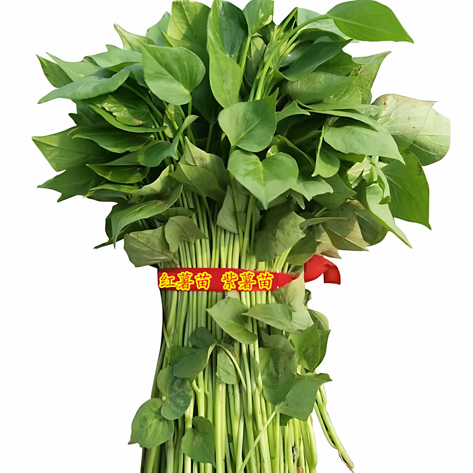 红薯苗西瓜红红心六鳌蜜薯秧种植普薯32藤100棵包邮高产脱毒地瓜