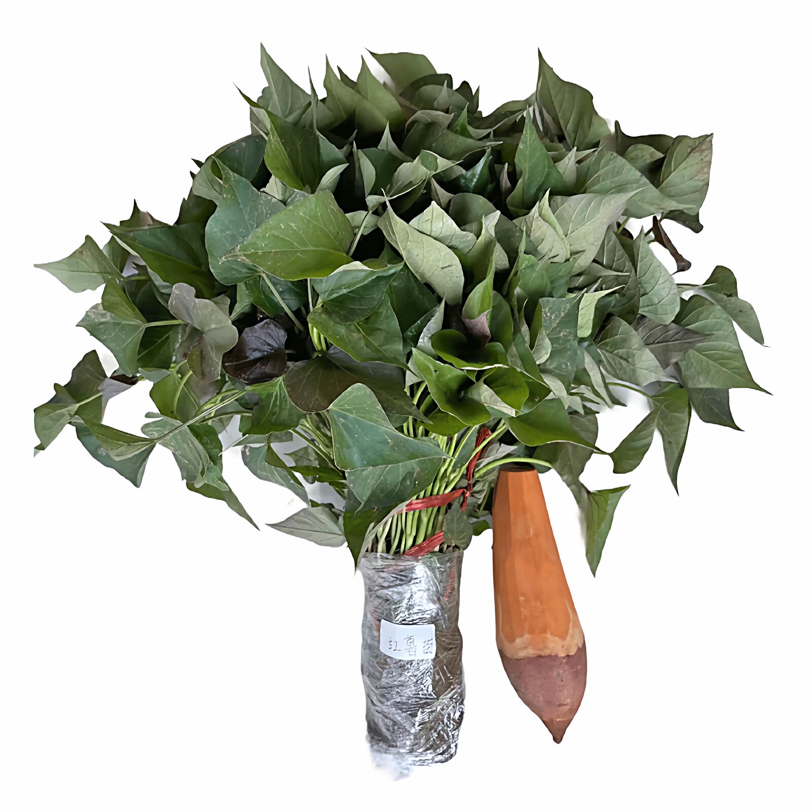 红薯苗西瓜红红心六鳌蜜薯秧种植普薯32藤100棵包邮高产脱毒地瓜