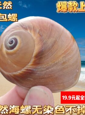 天然海螺贝壳蜗牛螺香螺壳卷贝鱼寄居蟹替换壳鱼缸水族造景装饰大