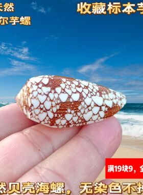 天然稀有海螺贝壳宫廷芋螺奥马尔芋螺收藏标本螺创意家居橱窗摆件
