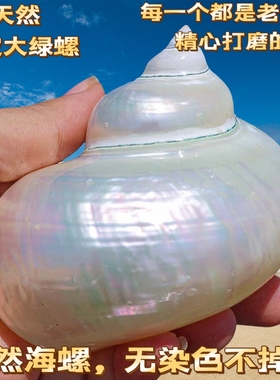 贝壳海螺脱皮大绿螺珍珠螺寄居蟹卷贝鱼用壳鱼缸装饰地台摆件把玩