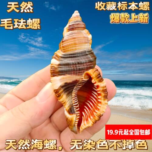 毛法螺 天然海螺贝壳毛嵌线螺稀有标本收藏鱼缸造景寄居蟹替换壳 - 图2